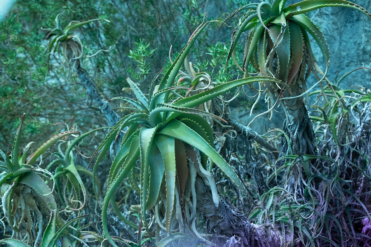 Image Description