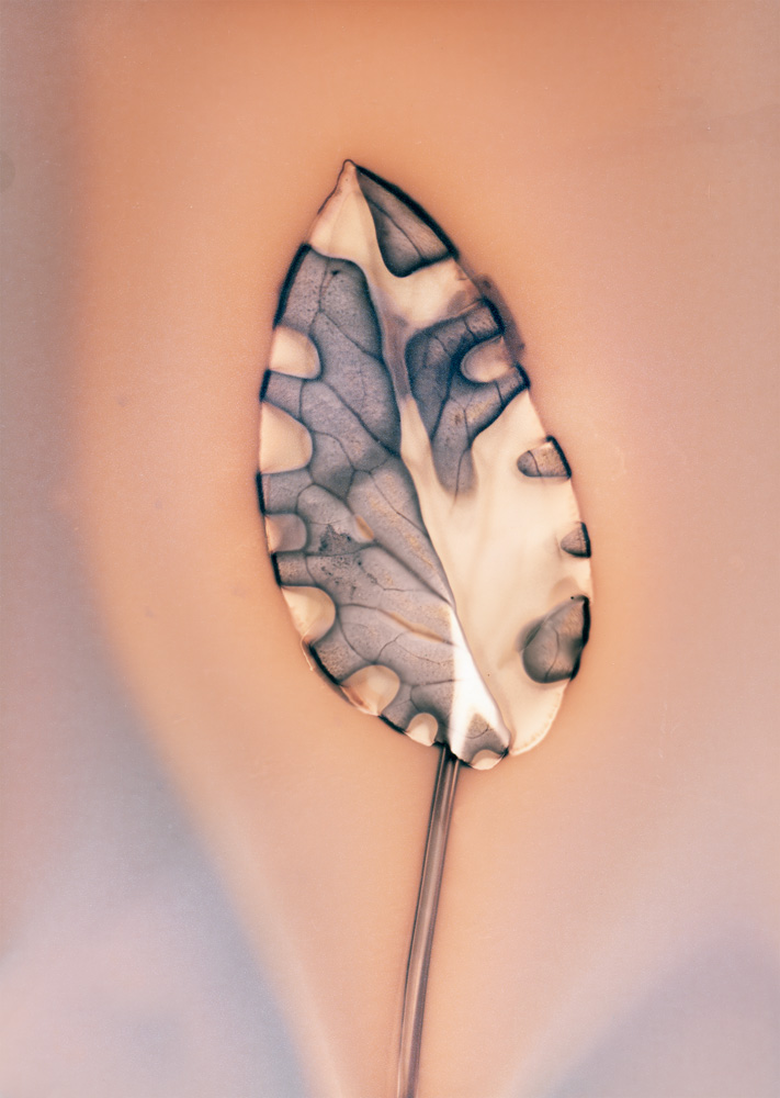 © Anaïs Tondeur, Fleurs de Feux