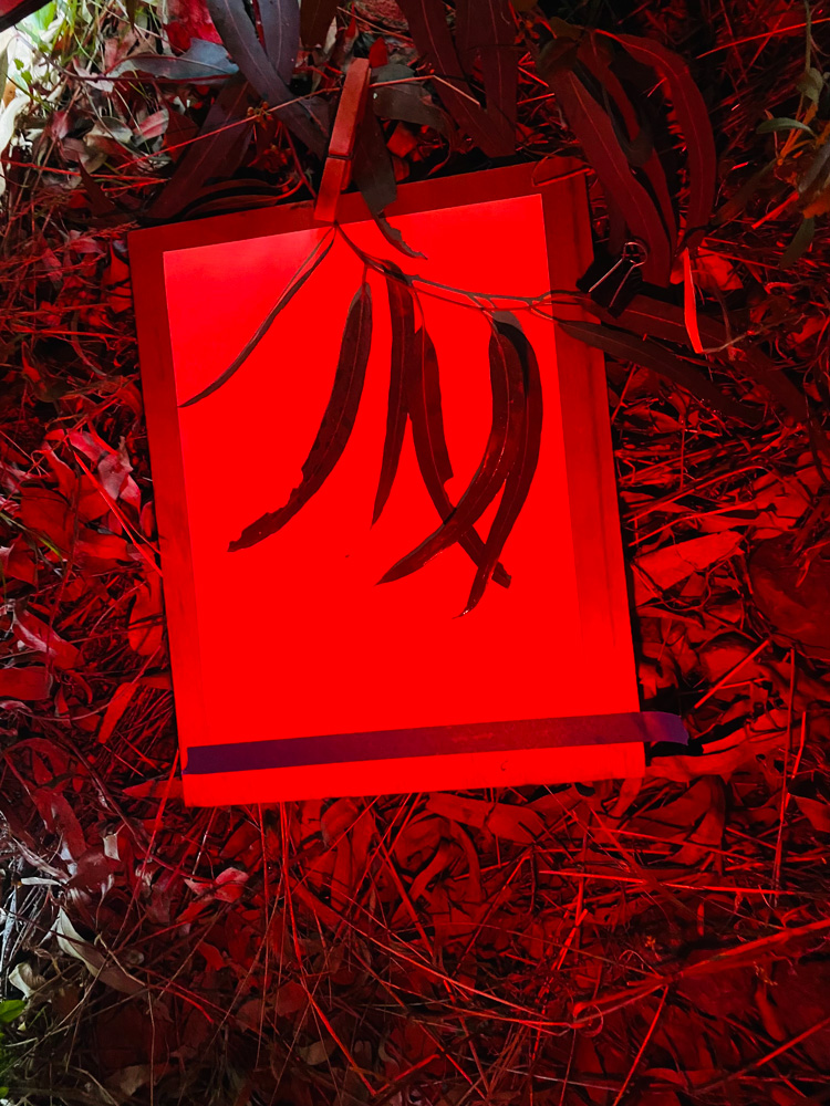 © Anaïs Tondeur, Fleurs de Feux