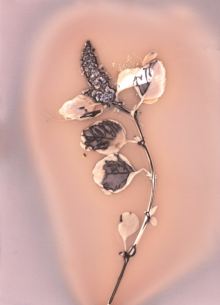 © Anaïs Tondeur, Fleurs de Feux