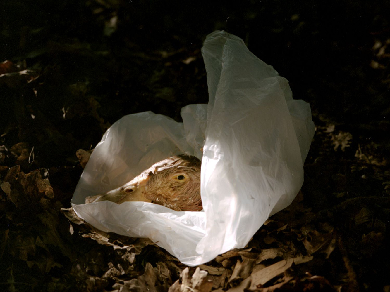 © Maria Oliveira, Bone Foam