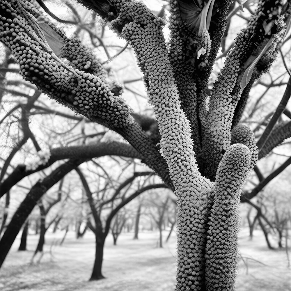 © JOAN FONTCUBERTA, De Rerum Natura, Aquilifer floridus, 2023