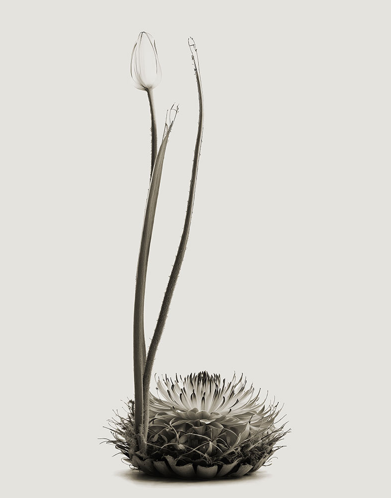 © JOAN FONTCUBERTA, Herbarium / eHerbarium, Germiniflora embryophyta, 2024