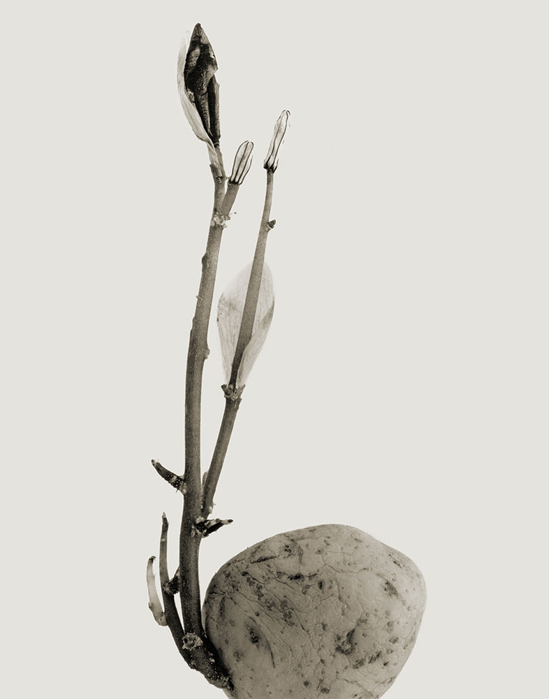 © JOAN FONTCUBERTA, Herbarium / eHerbarium, Typhatata pulcra, 1982