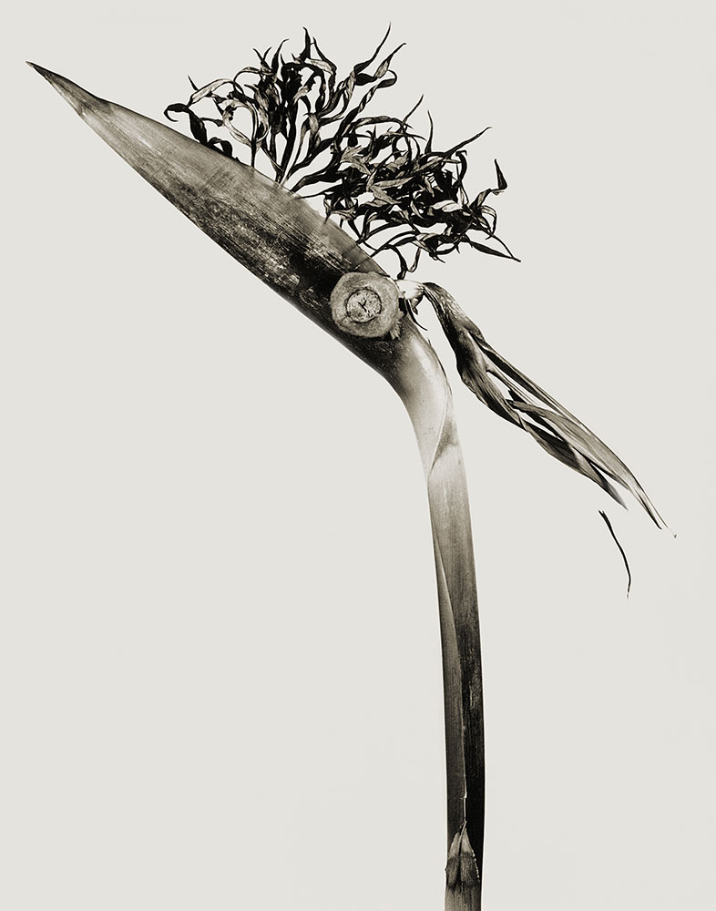 © JOAN FONTCUBERTA, Herbarium / eHerbarium, Giliandria escoliforcia, 1984