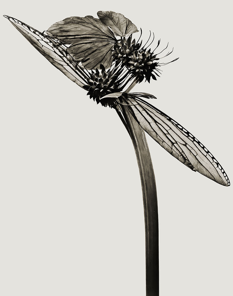 © JOAN FONTCUBERTA, Herbarium / eHerbarium, Typha volans, 2024