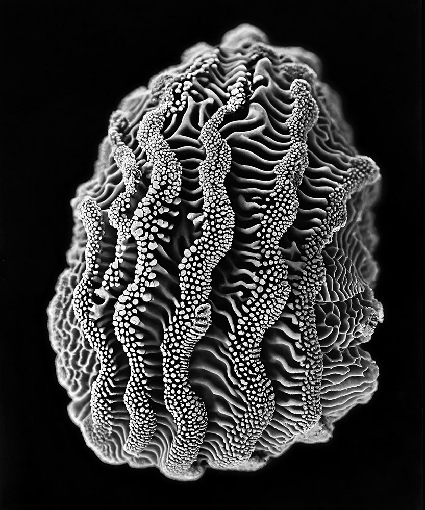 © JOAN FONTCUBERTA, What Darwin Missed, Corallium cancrorum, 2024