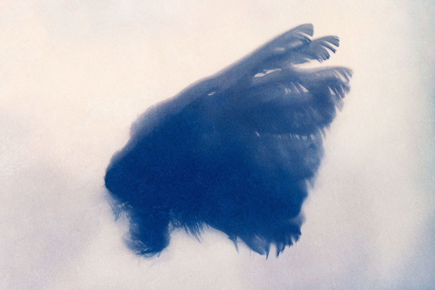© Ester Vonplon, Wingbeat