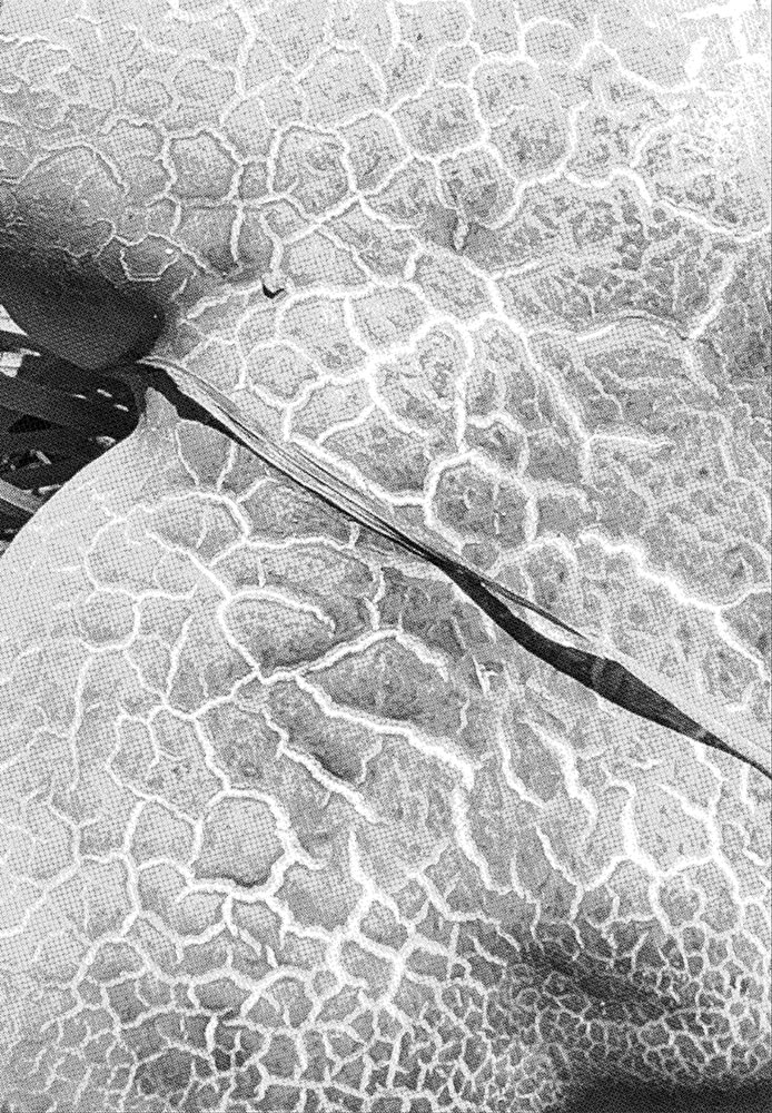 © Ieva Maslinskaitė, In a Pupa